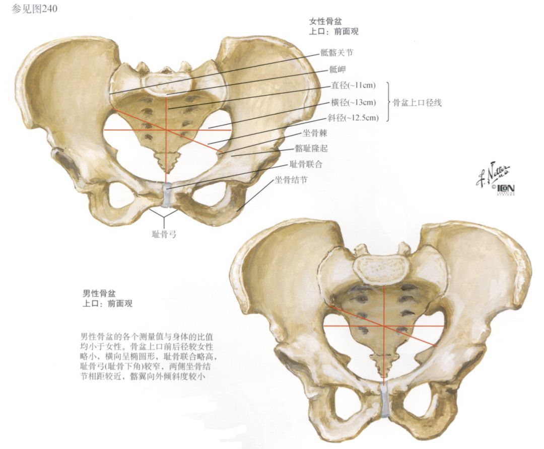 女性骨盆的解剖结构大全
